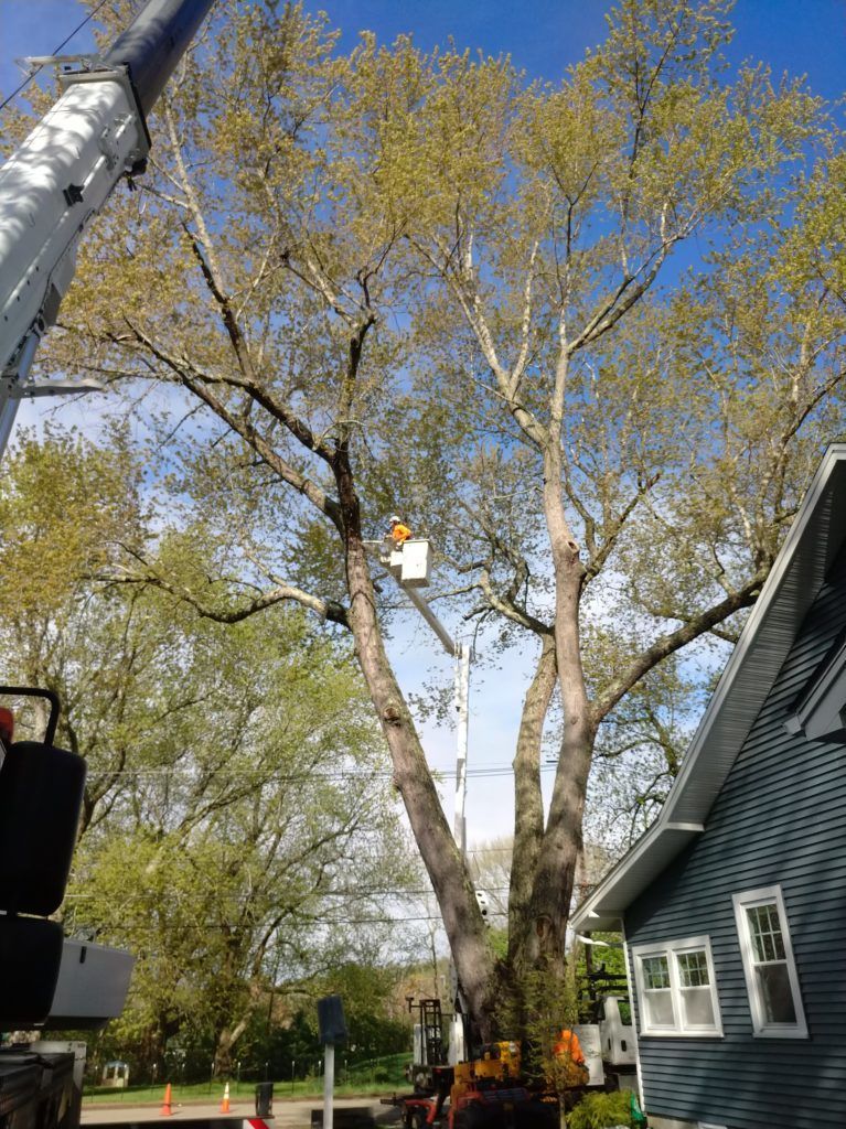 tree removal 